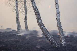 charred trees